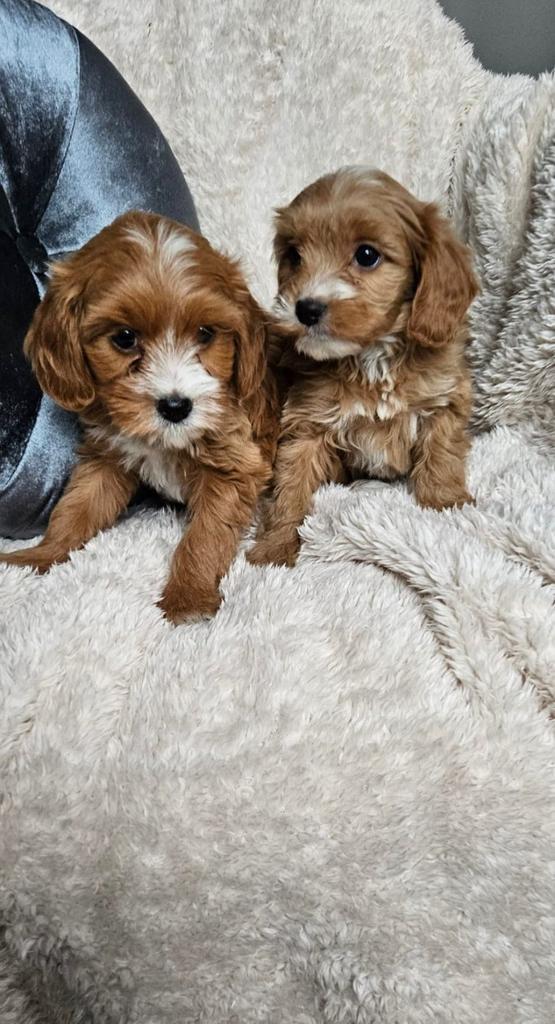 Maltipoo pups, Dieren en Toebehoren, Honden | Chihuahua's en Gezelschapshonden, Fokker | Hobbymatig, Meerdere, Nederland, 8 tot 15 weken