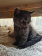 britse korthaar kittens, Dieren en Toebehoren, Meerdere dieren, Ontwormd