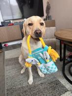 Lief en goed huisje gezocht, Dieren en Toebehoren, Teef, Labrador retriever, Eén hond, 3 tot 5 jaar