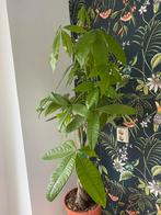 Prachtige levendige Pachira kamerplant 130cm hoog, Huis en Inrichting, Kamerplanten, 100 tot 150 cm, Ophalen of Verzenden, Halfschaduw