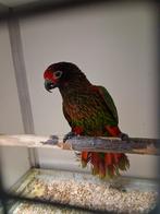 Mooie geelstrepen lori man broedrijp, Dieren en Toebehoren