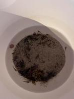 Borstelneus pleco baby’s, Vis