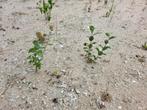 Diverse stekjes, boompjes: wilg, berk, eikenboom, Tuin en Terras, Ophalen, Overige soorten, Minder dan 100 cm