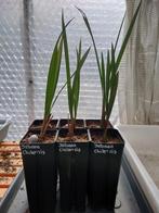 palmboom zaailing Jubaea chilensis 2022, Tuin en Terras, Planten | Bomen, Ophalen, Palmboom