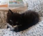 Bijzonder mooie kittens