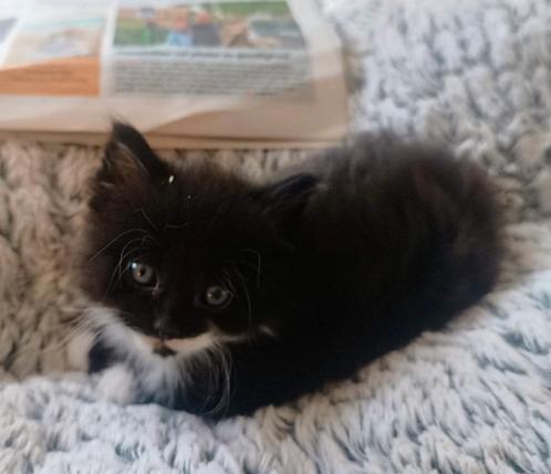 Bijzonder mooie kittens, Dieren en Toebehoren, Katten en Kittens | Overige Katten