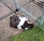 Jong cavia beertje gratis af te halen., Dieren en Toebehoren, Knaagdieren, April, Mannelijk, Cavia