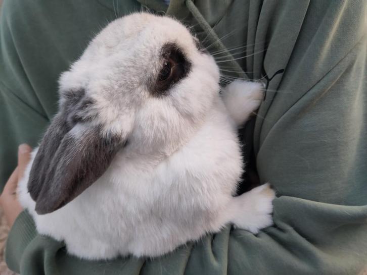 Konijntje zoekt vriendje!, Dieren en Toebehoren, Konijnen, Dwerg, Mannelijk, 3 tot 5 jaar