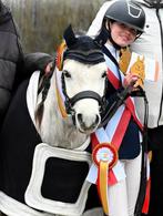 Betrouwbare beginnerspony’s , sportpony’s & Familiepony’s, Ruin, 3 tot 6 jaar, B pony (1.17m tot 1.27m), Recreatiepony