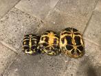Trio Testudo horsfieldii, Dieren en Toebehoren, Schildpad, 11 jaar of ouder