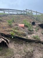 Ik zoek een gecastreerde konijn, Dieren en Toebehoren, Mannelijk