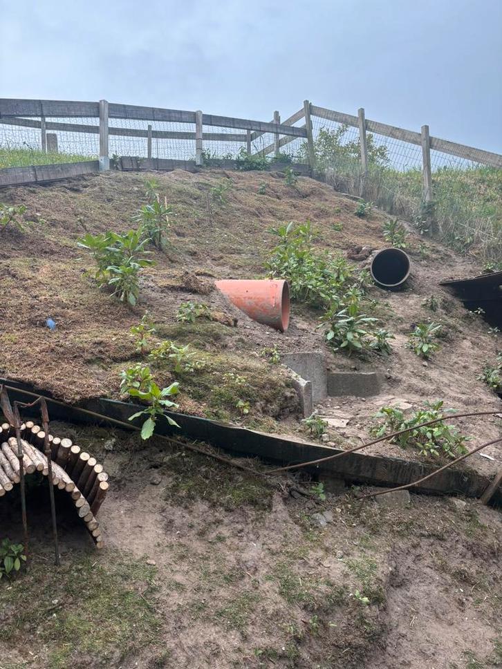 Ik zoek een gecastreerde konijn, Dieren en Toebehoren, Konijnen, Mannelijk