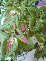 Mooi vaste kamerplanten, Huis en Inrichting, Kamerplanten, Ophalen of Verzenden