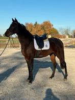 Mooie bijna 5 jr merrie!!gereden, allround,recreatie!, Dieren en Toebehoren, Paarden, Merrie, Minder dan 160 cm, B, 3 tot 6 jaar