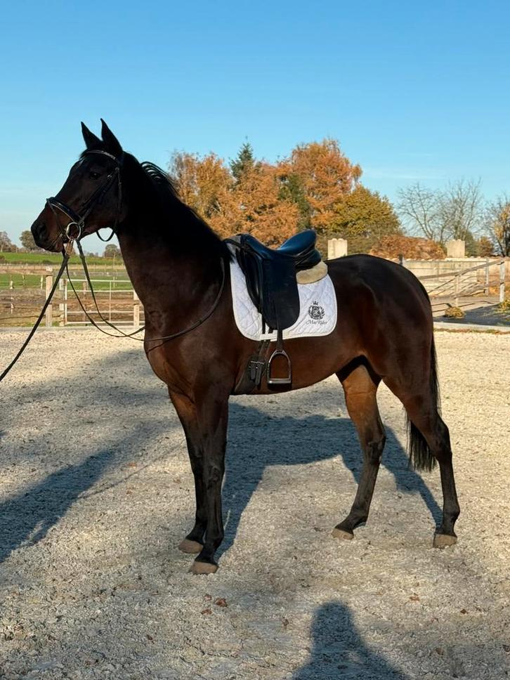 Mooie bijna 5 jr merrie!!gereden, allround,recreatie!, Dieren en Toebehoren, Paarden, Merrie, B, Minder dan 160 cm, 3 tot 6 jaar