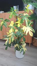 Philodendron Pedatum variegata gewortelde stek, Huis en Inrichting, Kamerplanten, Ophalen of Verzenden, Halfschaduw, Minder dan 100 cm