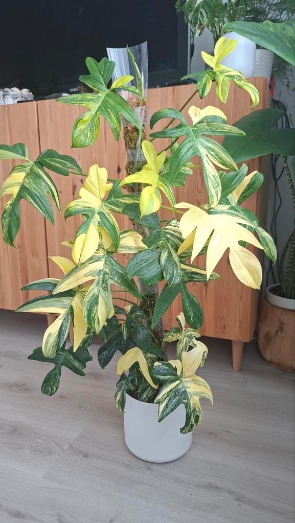 Philodendron Pedatum variegata gewortelde stek, Huis en Inrichting, Kamerplanten, Minder dan 100 cm, Halfschaduw, Ophalen of Verzenden