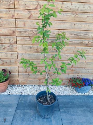 Krentenboom 'Amelanchier lamarckii'  beschikbaar voor biedingen