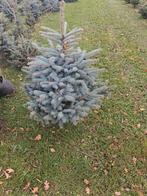 Blauwspar kerstbomen, Tuin en Terras, Planten | Bomen, Volle zon, 100 tot 250 cm, Zomer, Overige soorten