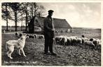 EDE, Schaapskooi op de Ginkel (1959) Ansichtkaart, Ophalen of Verzenden, 1940 tot 1960, Gelopen, Gelderland