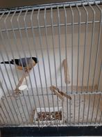 Wildkleur gele goudvink., Dieren en Toebehoren, Vogels | Overige Vogels, Mannelijk, Wildzangvogel