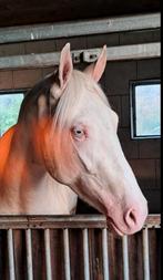 Te koop: prachtige cremello ruin, Dieren en Toebehoren, Paarden, Gechipt, B, Ruin, 3 tot 6 jaar