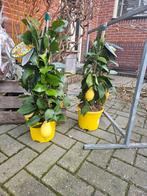 Citrus lemon piramide plant, Tuin en Terras, Planten | Tuinplanten, Ophalen of Verzenden