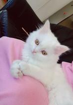 Lieve Himalaya kitten🥰, Dieren en Toebehoren, Katten en Kittens | Raskatten | Korthaar, Kater, Ontwormd, 0 tot 2 jaar