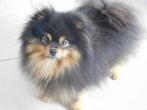 Dwergkeesjes Pomeranian KeesPomeriaan., Dieren en Toebehoren, België, Particulier, Keeshond, CDV (hondenziekte)
