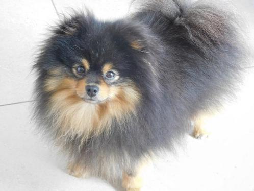Dwergkeesjes Pomeranian KeesPomeriaan., Dieren en Toebehoren, Honden | Poolhonden, Keeshonden en Oertypen, Meerdere dieren, Keeshond