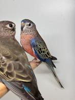 Bourkes koppel, Dieren en Toebehoren, Meerdere dieren