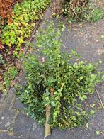 Hulst takken kerst, Ophalen of Verzenden