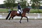 Jonge dressuurpaarden gezocht, Dieren en Toebehoren, Paarden, Ruin, Dressuurpaard