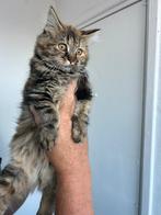 Noorseboskat/perziche kitten, Poes, Ontwormd, 0 tot 2 jaar