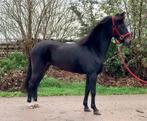 Prachtige menpony, Dieren en Toebehoren, Merrie, Niet van toepassing, 0 tot 2 jaar