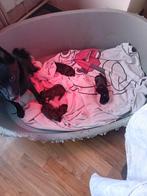 Puppys, Dieren en Toebehoren, Honden | Jack Russells en Terriërs, België, Particulier, Overige rassen, 8 tot 15 weken