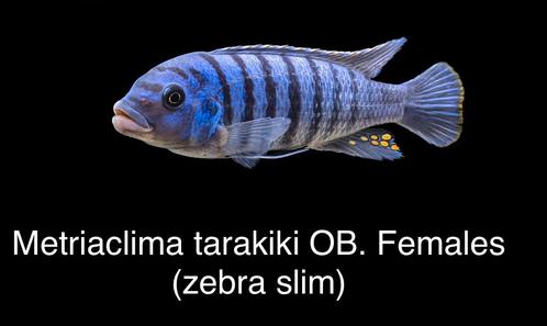 Metriaclima Tarakiki ( Malawi cichlide), Dieren en Toebehoren, Vissen | Aquariumvissen, Vis