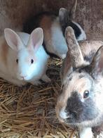 Gratis konijnen, Dieren en Toebehoren, Konijnen, Meerdere dieren