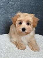 Exclusieve Maltipoo F1 pups, Dieren en Toebehoren, Honden | Chihuahua's en Gezelschapshonden, Overige rassen, 8 tot 15 weken, Parvo