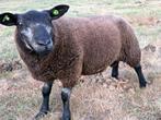 schaap, Dieren en Toebehoren, Schapen, Geiten en Varkens, Mannelijk, Schaap, 0 tot 2 jaar