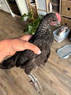 Jong haantje ayam cemani mix friese zilverpel, Dieren en Toebehoren, Mannelijk, Kip