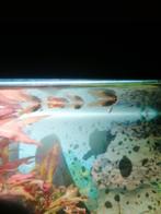 Guppy's en zwaarddragers