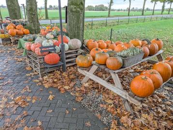 Pompoenen en kalebassen beschikbaar voor biedingen