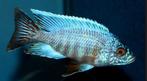 Malawi Cichliden: Aulonocara turkis, Vis, Zoetwatervis