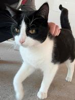 Kitten te koop, Dieren en Toebehoren, Katten en Kittens | Overige Katten, Meerdere dieren, Kortharig, 0 tot 2 jaar