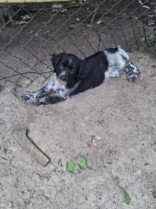 Friese stabij pups, Dieren en Toebehoren, Honden | Retrievers, Spaniëls en Waterhonden, Meerdere dieren, Overige rassen, Particulier