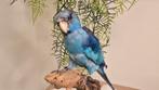 Opgezette Barnard Parkiet vogel taxidermie, blauw, Ophalen of Verzenden, Nieuw, Vogel, Opgezet dier