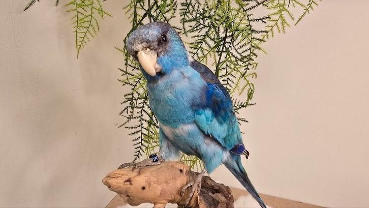 Opgezette Barnard Parkiet vogel taxidermie, blauw, Verzamelen, Dierenverzamelingen, Nieuw, Opgezet dier, Vogel, Ophalen of Verzenden