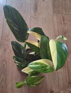 Monstera standleyana variegata, Huis en Inrichting, Kamerplanten, Ophalen of Verzenden, Overige soorten, Minder dan 100 cm