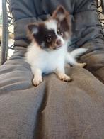 Pomeranian / dwergkees choco tan draagt lilac/lavendel, België, Particulier, 15 weken tot 1 jaar, Reu